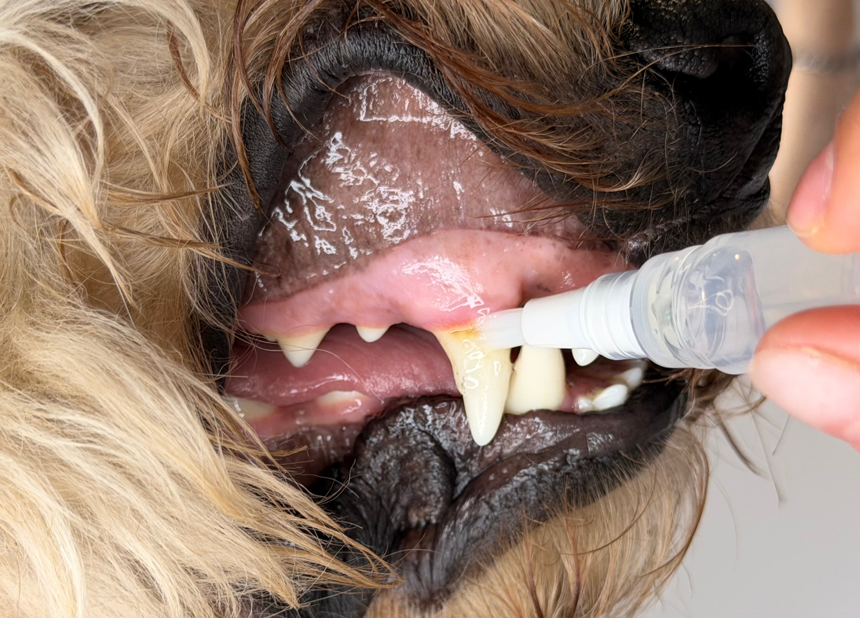 Woofé FreshSmile™ Pet Dental Pen – 3 Pack 🦷