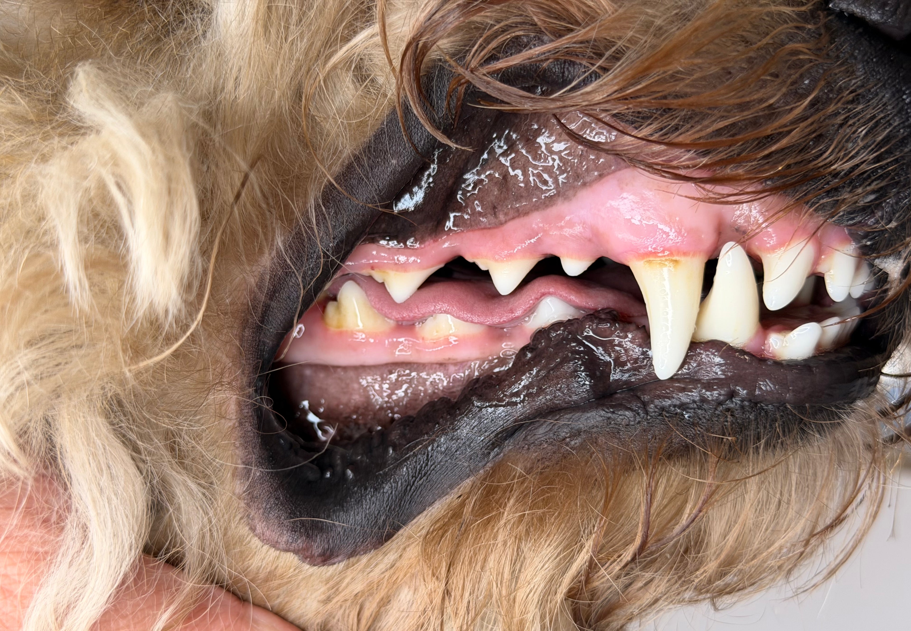 Woofé FreshSmile™ Pet Dental Pen – 3 Pack 🦷