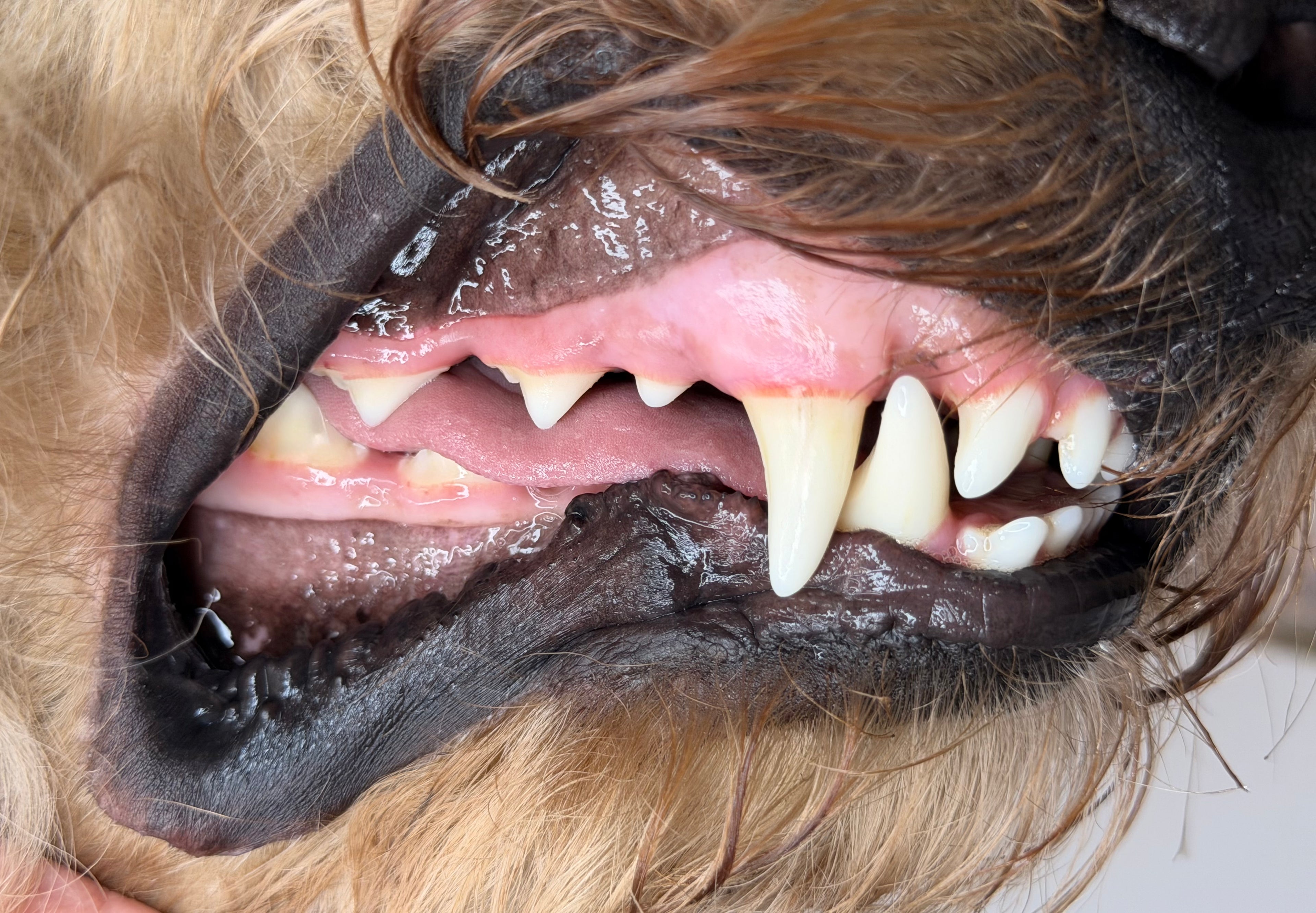 Woofé FreshSmile™ Pet Dental Pen – 3 Pack 🦷
