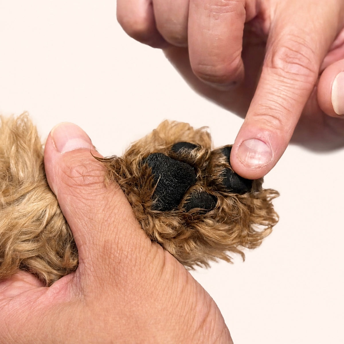 Woofé PawSilk™ Nourishing Paw Balm 🐾