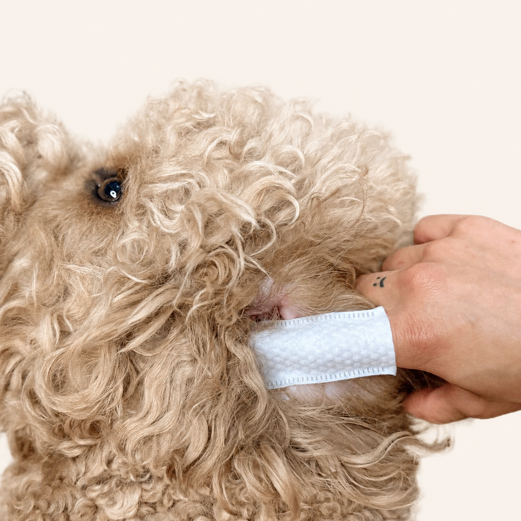 Woofé CleanEars™ Finger Wipes – 20 Count Travel Pack 👂