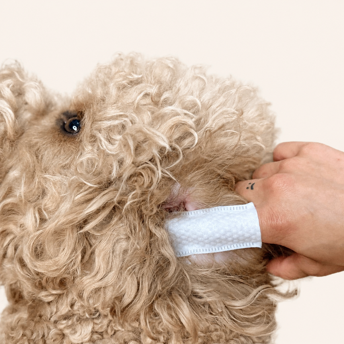 Woofé CleanEars™ Finger Wipes – 20 Count Travel Pack 👂