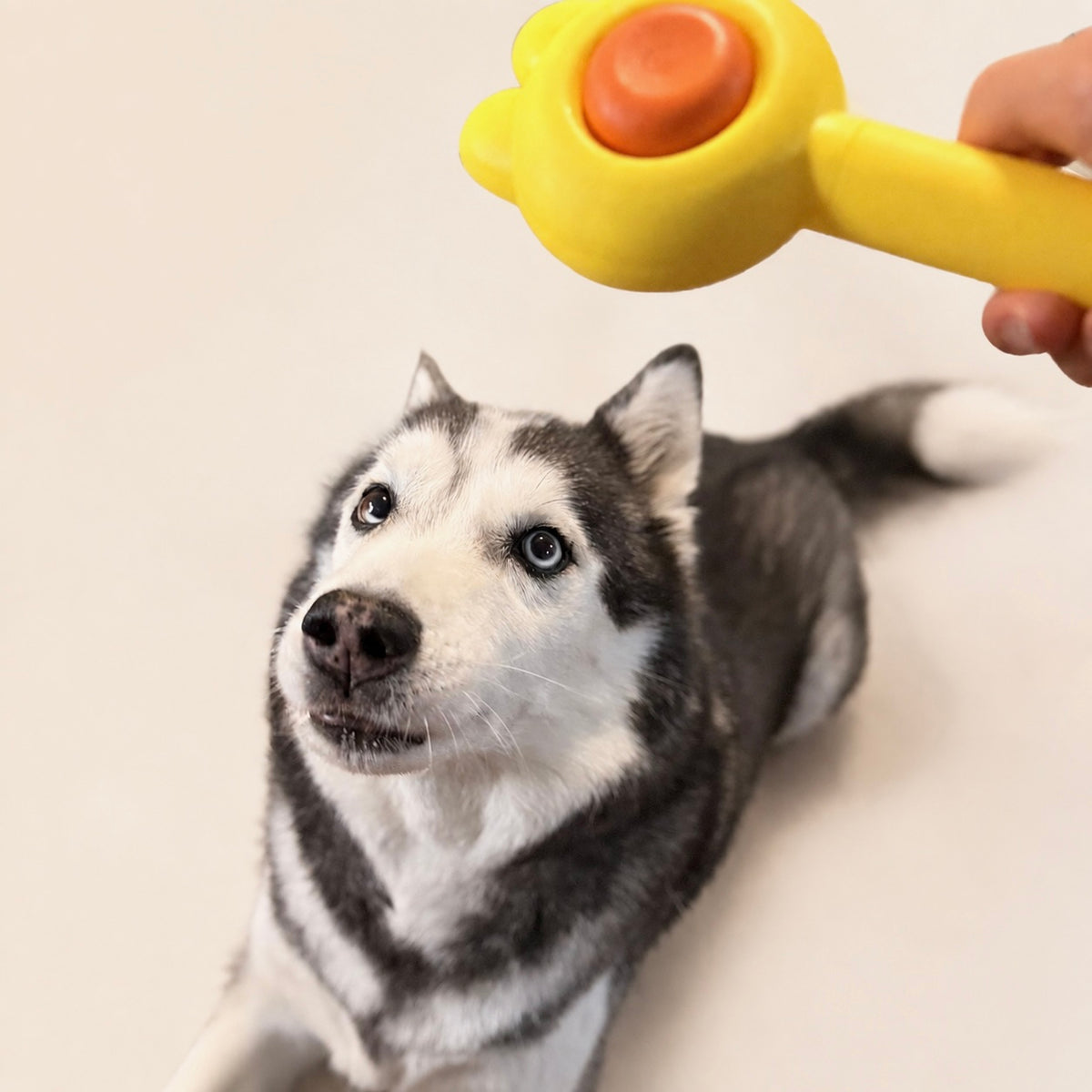Woofé SunnyPaw™ Self-Cleaning Brush ☀️
