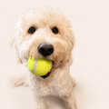 Woofé Fetch & Chew Tennis Ball
